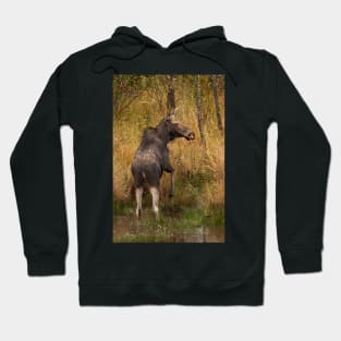 I'm outa here - Moose, Algonquin Park, Canada Hoodie